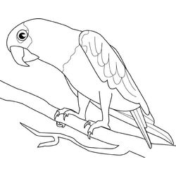 Loro #5094
