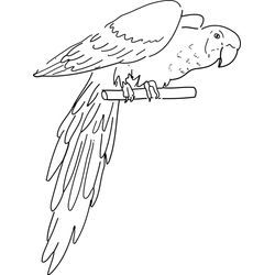 Loro #5095