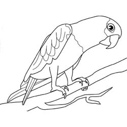 Loro #5096