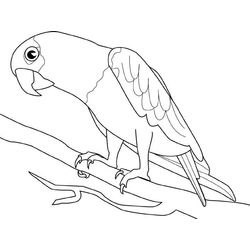 Loro #5099