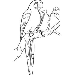 Loro #5100