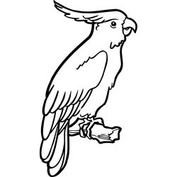 Loro #5101