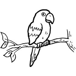Loro #5105