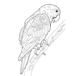 Loro #5106
