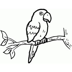 Loro #5107