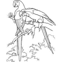 Loro #5108