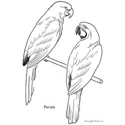 Loro #5112