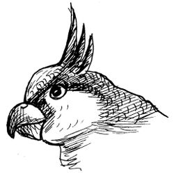 Loro #5119