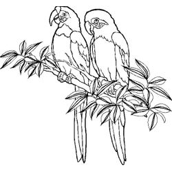 Loro #5122