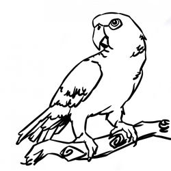 Loro #5123