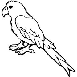 Loro #5126