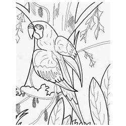 Loro #5129