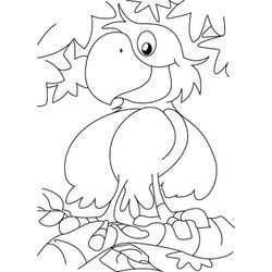 Loro #5137