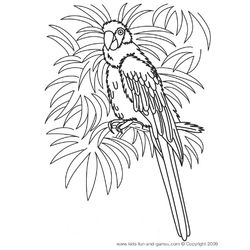 Loro #5144