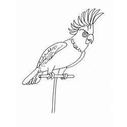 Loro #5145