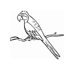 Loro #5146