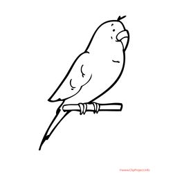 Loro #5149