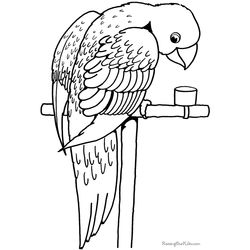 Loro #5152