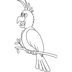 Loro #5155