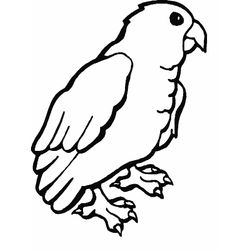 Loro #5156