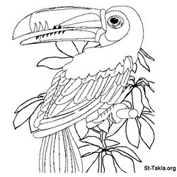 Loro #5164