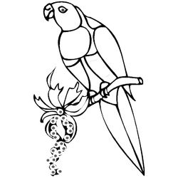 Loro #5165