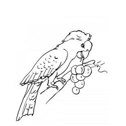 Loro #5167