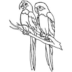 Loro #5168