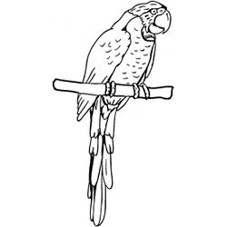 Loro #5170