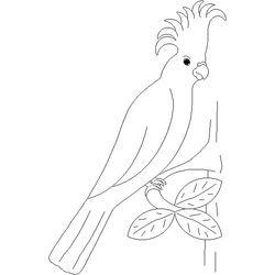 Loro #5176