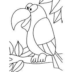Loro #5177