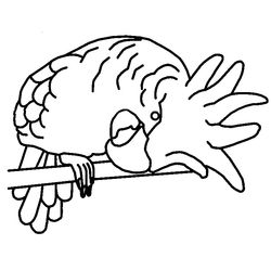 Loro #5179