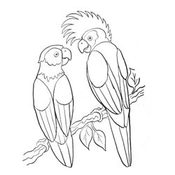 Loro #5184