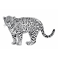 Jaguar #5198