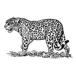 Jaguar #5199