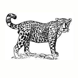 Jaguar #5201