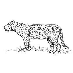 Jaguar #5202