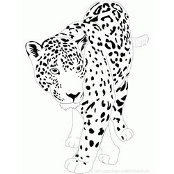 Jaguar #5204