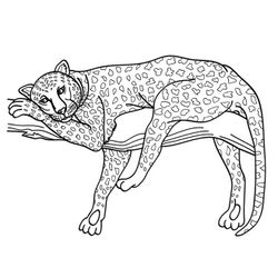 Jaguar #5206