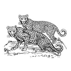 Jaguar #5207