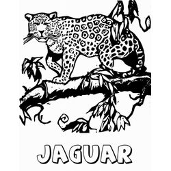Jaguar #5208