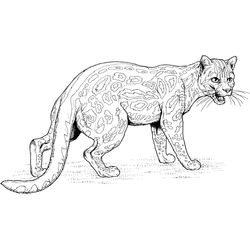 Jaguar #5209
