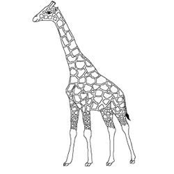 Jirafa #5224