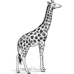 Jirafa #5232