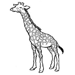 Jirafa #5241