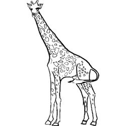 Jirafa #5263