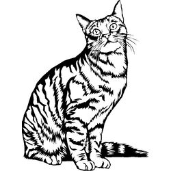 Gatito #5348