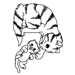 Gatito #5351