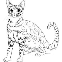 Gatito #5352
