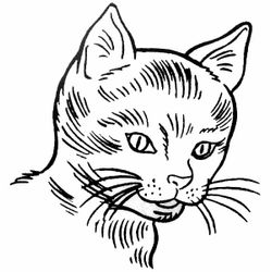Gatito #5364